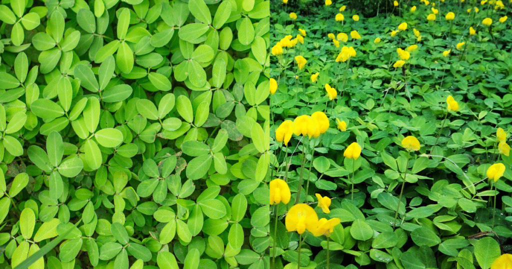 Grama-amendoim vista de perto, com folhas verdes pequenas e flores amarelas destacando-se entre a folhagem.