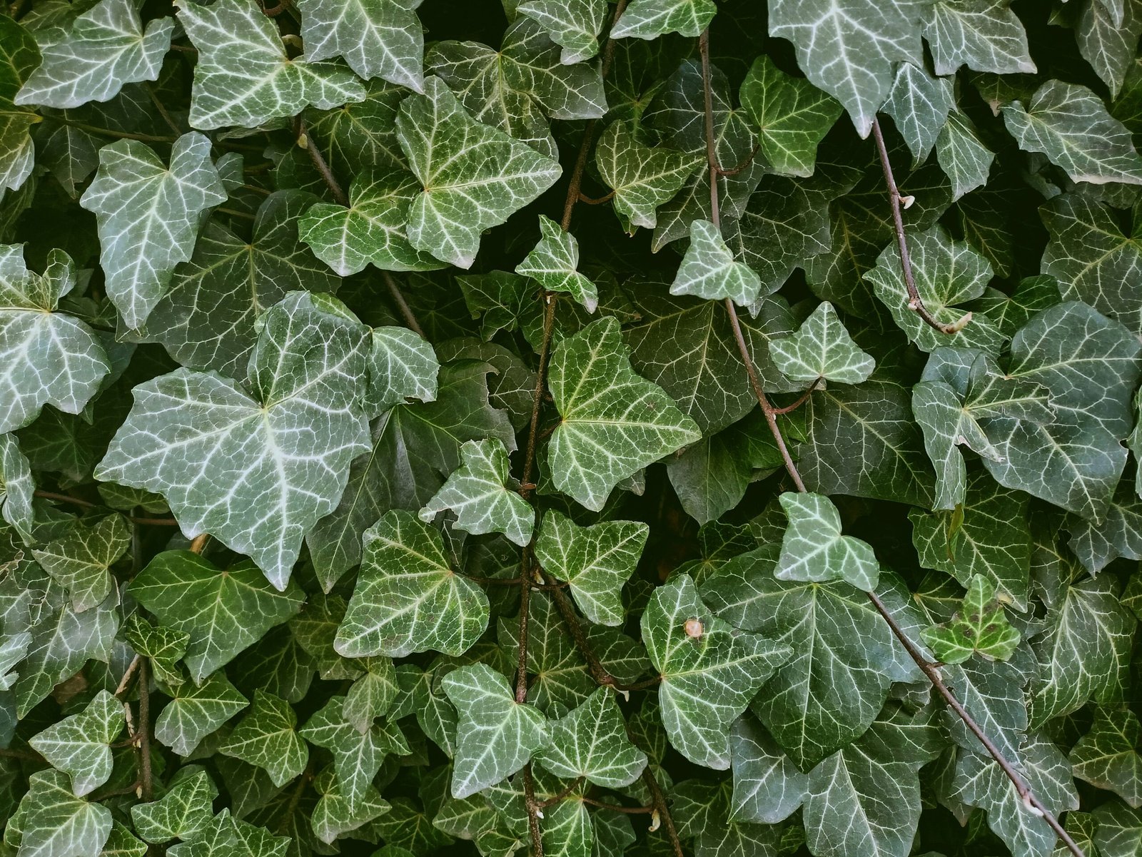 Hera (Hedera helix) usada como destaque em plantas para um jardim vertical externo.