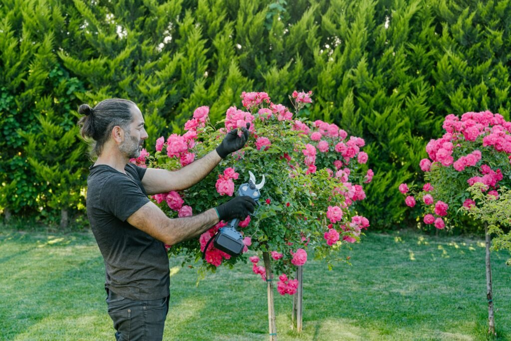 Homem realizando a poda de roseiras durante a primavera, época de renovação e novos brotos.