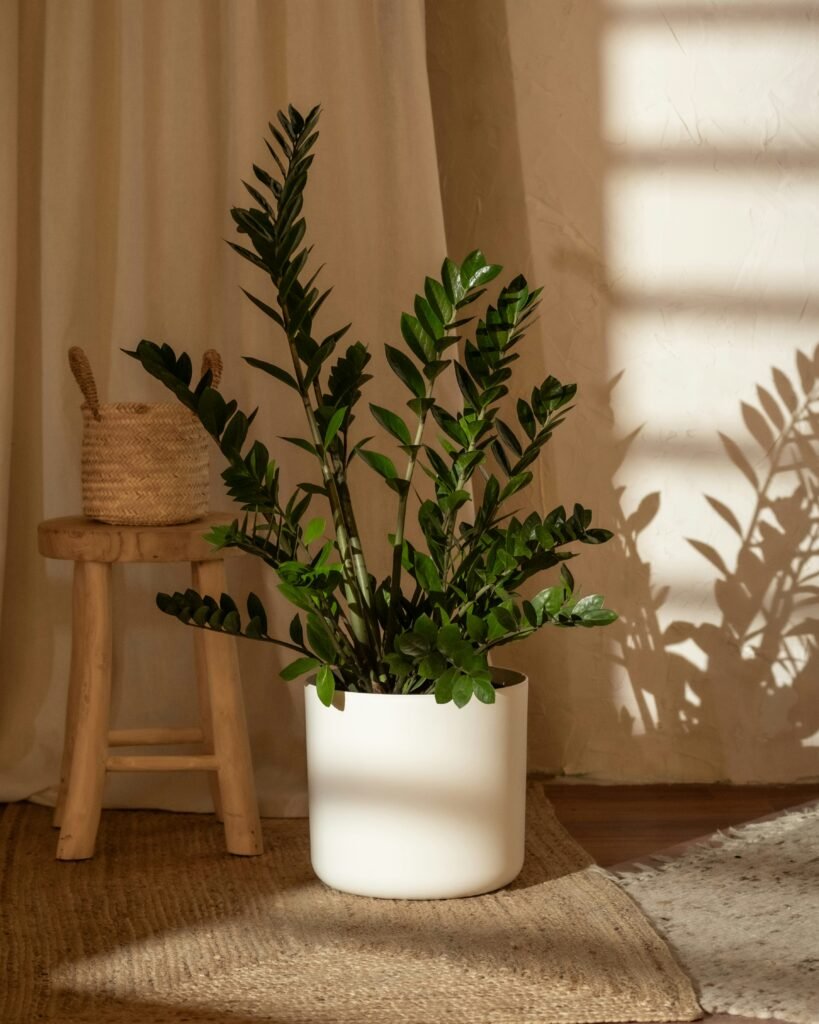 Zamioculca recebendo luz indireta na sala.