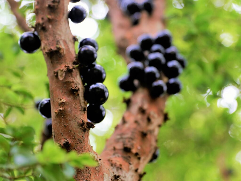 Jabuticabas maduras crescendo diretamente no tronco de uma jabuticabeira.