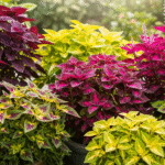 Jardim colorido com diferentes variedades da planta Coleus em vasos e canteiros.