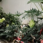 Jardim de inverno com plantas no chão, folhagens verdes e vermelhas, pedras brancas decorativas e pequeno enfeite de pedra, ao lado de piso de madeira.