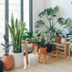 Jardim de inverno para sala com vasos de plantas ,simples e funcional.