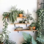 Jardim de Inverno para Sala