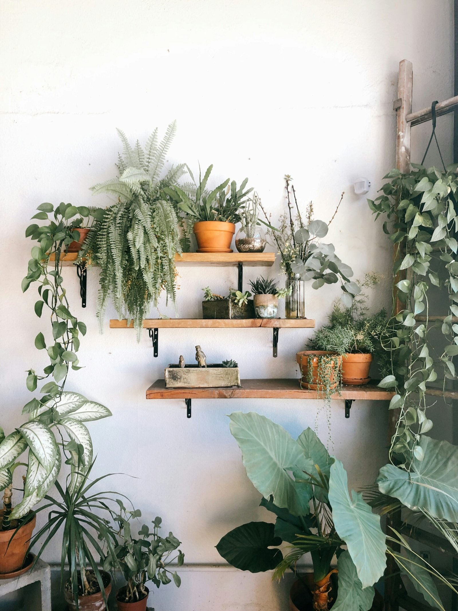 Jardim de Inverno para Sala