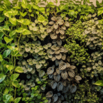 Jardim vertical interno com jiboia e peperômias, ideal para decoração de ambientes pequenos.