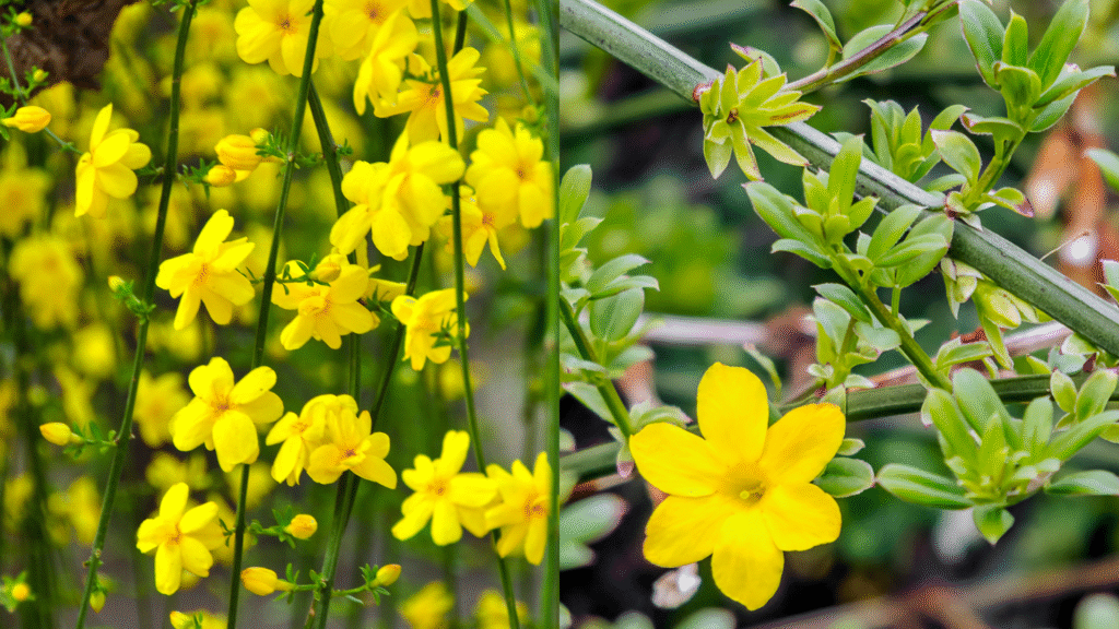 Jasmim-do-inverno (Jasminum nudiflorum) com flores amarelas intensas em hastes verdes durante os meses frios.