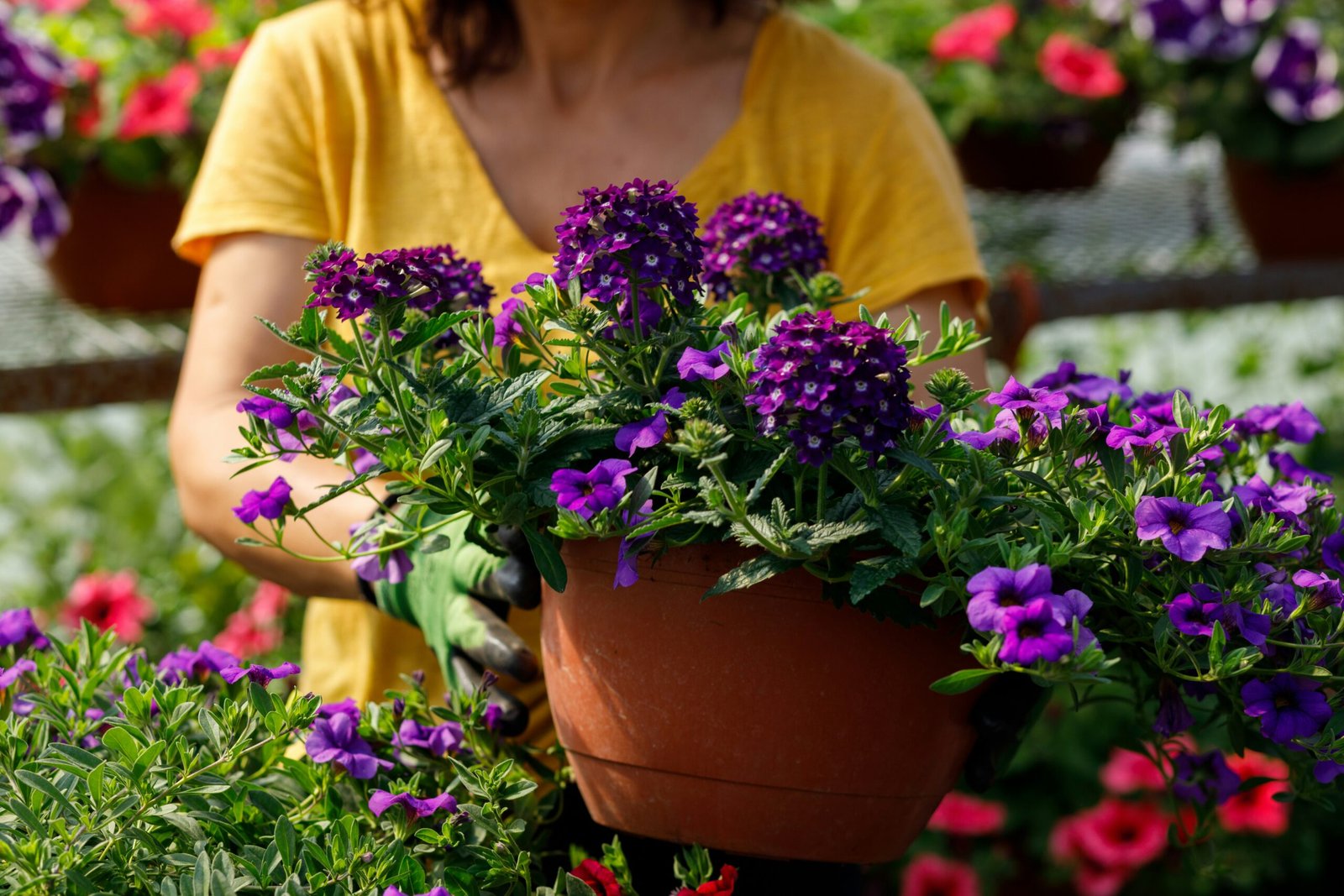 Guia Completo das Plantas