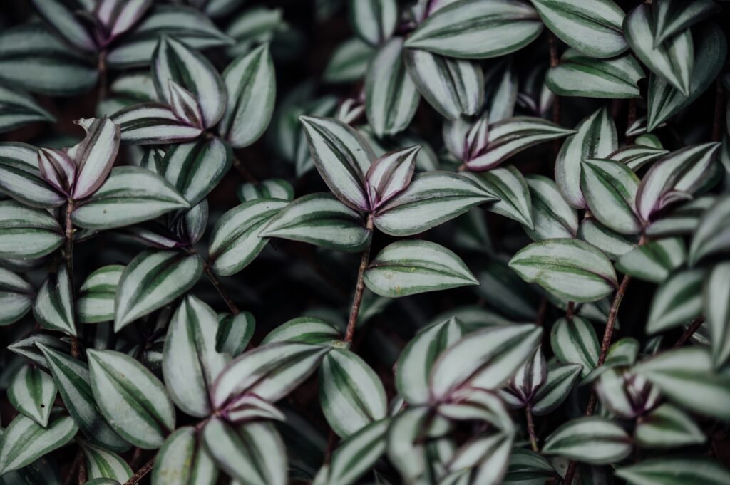 Lambari-roxo com folhas verdes e listras prateadas, planta resistente e colorida usada em jardins verticais externos.