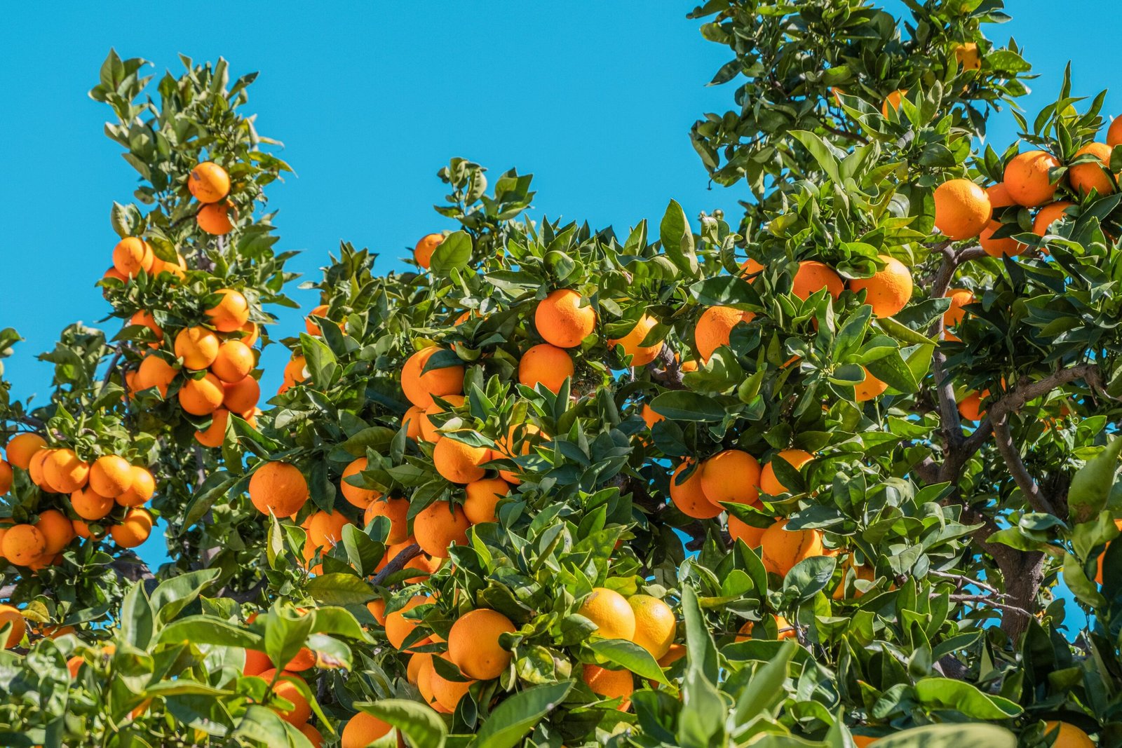 Laranjeira cheia de frutos maduros em destaque sob céu azul.