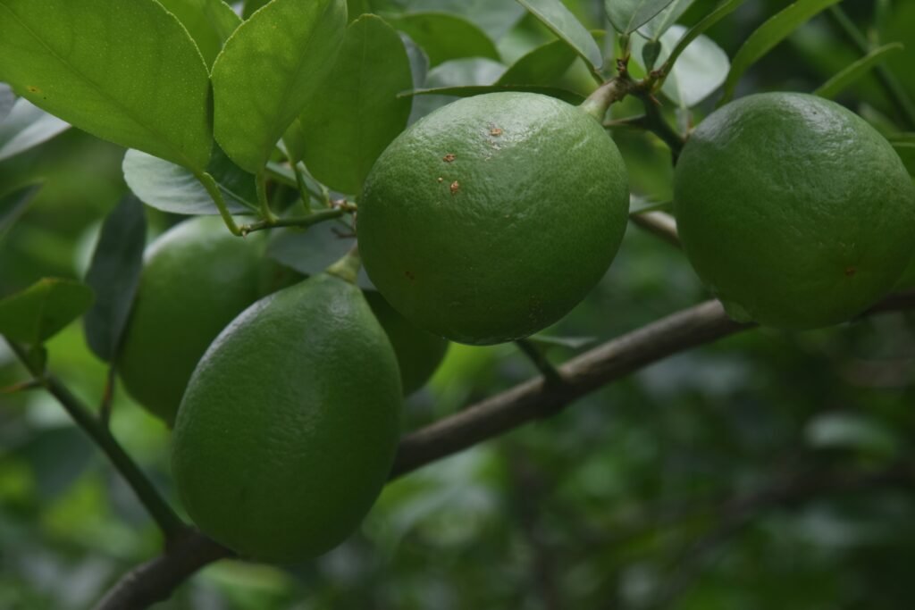 Limões verdes crescendo em galho com folhas frescas.