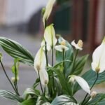 plantas que purificam o ar