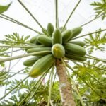 Mamoeiro carregado com frutos verdes em estágio de desenvolvimento, visto de baixo, destacando suas folhas largas e recortadas.