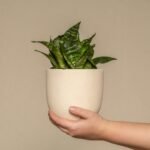 Mão segurando um vaso de cerâmica branca contendo uma espadinha de São Jorge, com folhas verdes e rajadas em tons mais claros, sobre fundo bege neutro