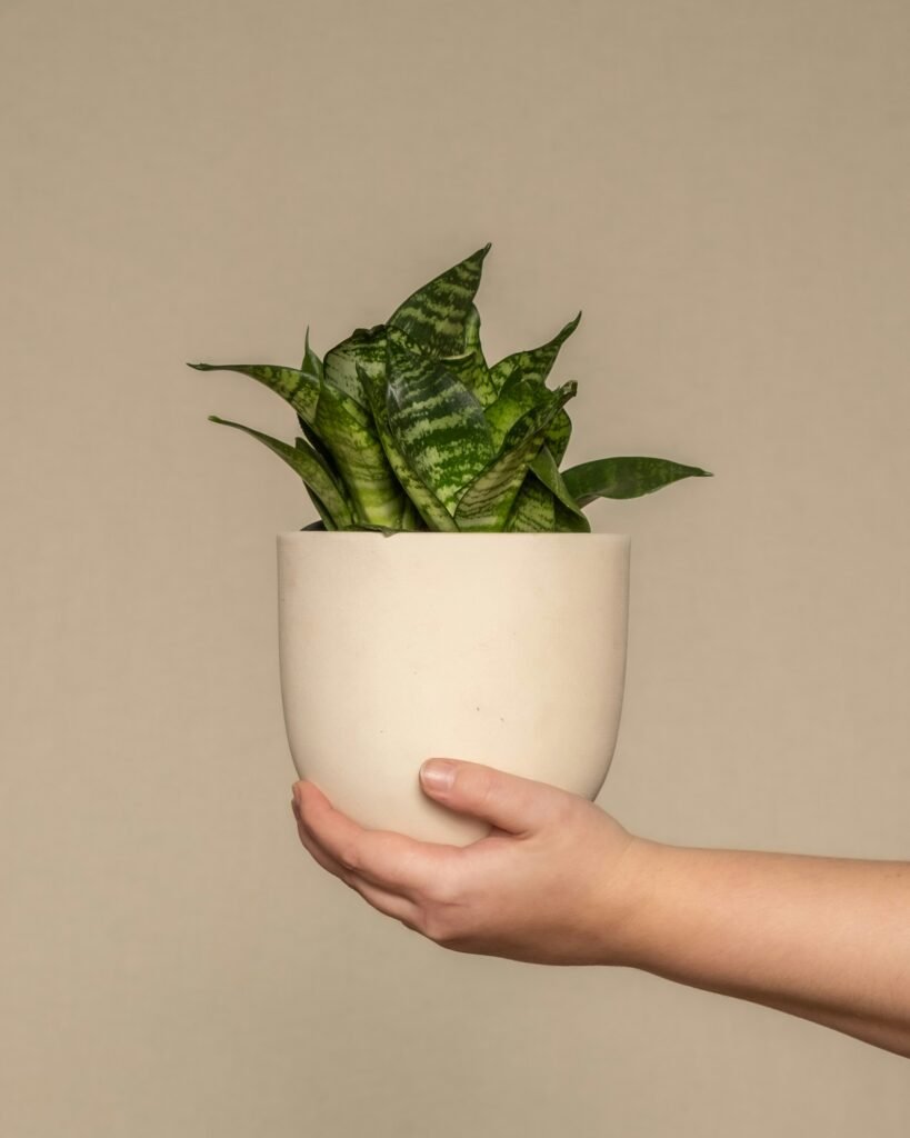 Mão segurando um vaso de cerâmica branca contendo uma espadinha de São Jorge, com folhas verdes e rajadas em tons mais claros, sobre fundo bege neutro