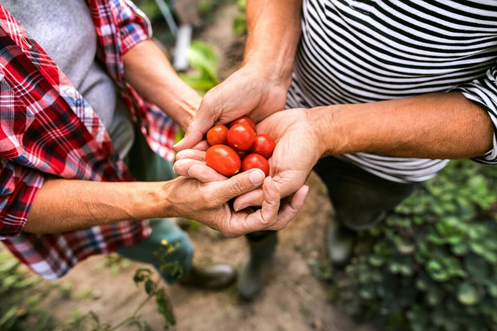 Mãos de agricultores segurando tomates cereja colhidos, simbolizando colheita saudável e cultivo caseiro.