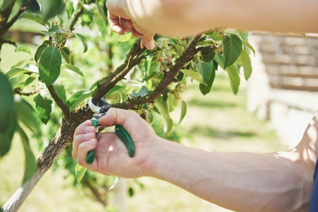 Mãos podando galho de árvore frutífera com tesoura de poda verde no jardim.