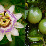 Flor do maracujazeiro (Passiflora edulis) com pétalas brancas e filamentos roxos ao lado de frutos verdes ainda no pé.