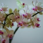 Cada flor que se abre é prova de que cuidar com carinho faz tudo florescer ao seu redor