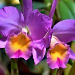 Orquídea Cattleya com pétalas roxas vibrantes e centro amarelo-alaranjado em destaque.