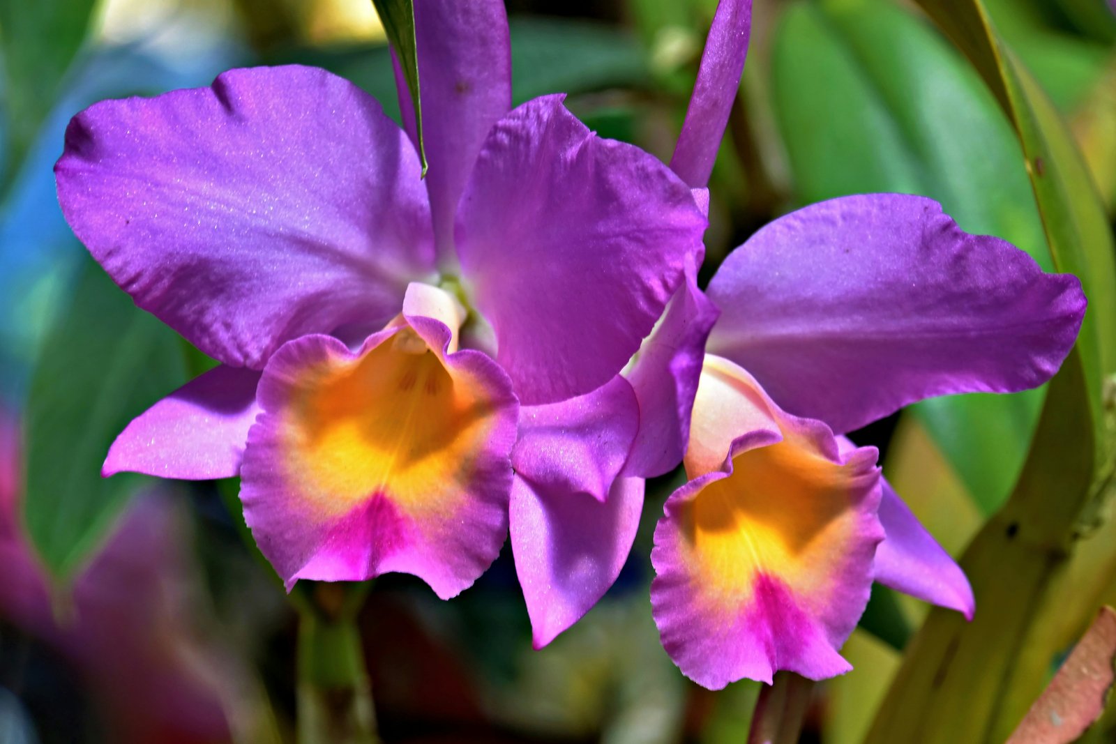 Orquídea Cattleya com pétalas roxas vibrantes e centro amarelo-alaranjado em destaque.