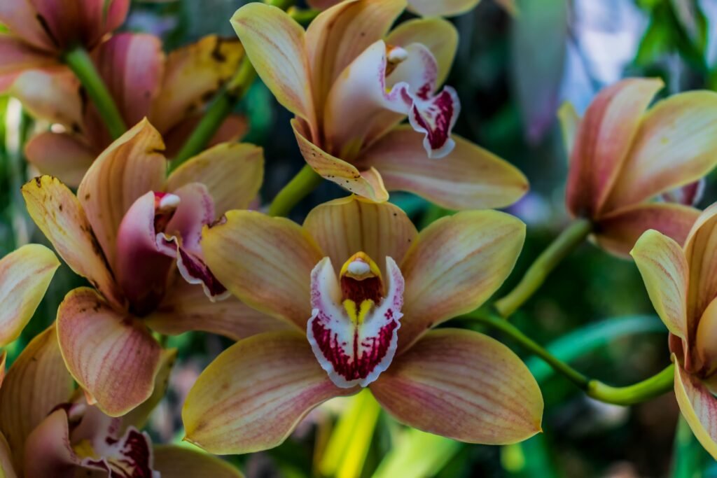 Orquídea Cymbidium com flores amarelas e detalhes em vermelho, ideal para ilustrar cuidados básicos com orquídeas.