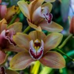 Orquídea Cymbidium com flores amarelas e detalhes em vermelho, ideal para ilustrar cuidados básicos com orquídeas.