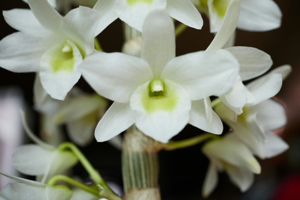 Orquídea Dendrobium branca com centro levemente esverdeado em close-up.