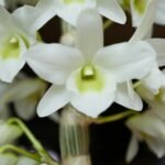 Orquídea Dendrobium branca com centro levemente esverdeado em close-up.