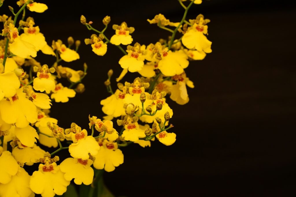 Orquídeas