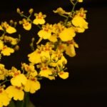 Orquídeas