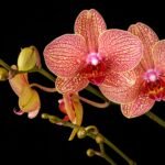 Orquídea Phalaenopsis com pétalas amarelas e veios rosados, em pleno florescimento, sobre fundo preto, destacando sua beleza e detalhes vibrantes.
