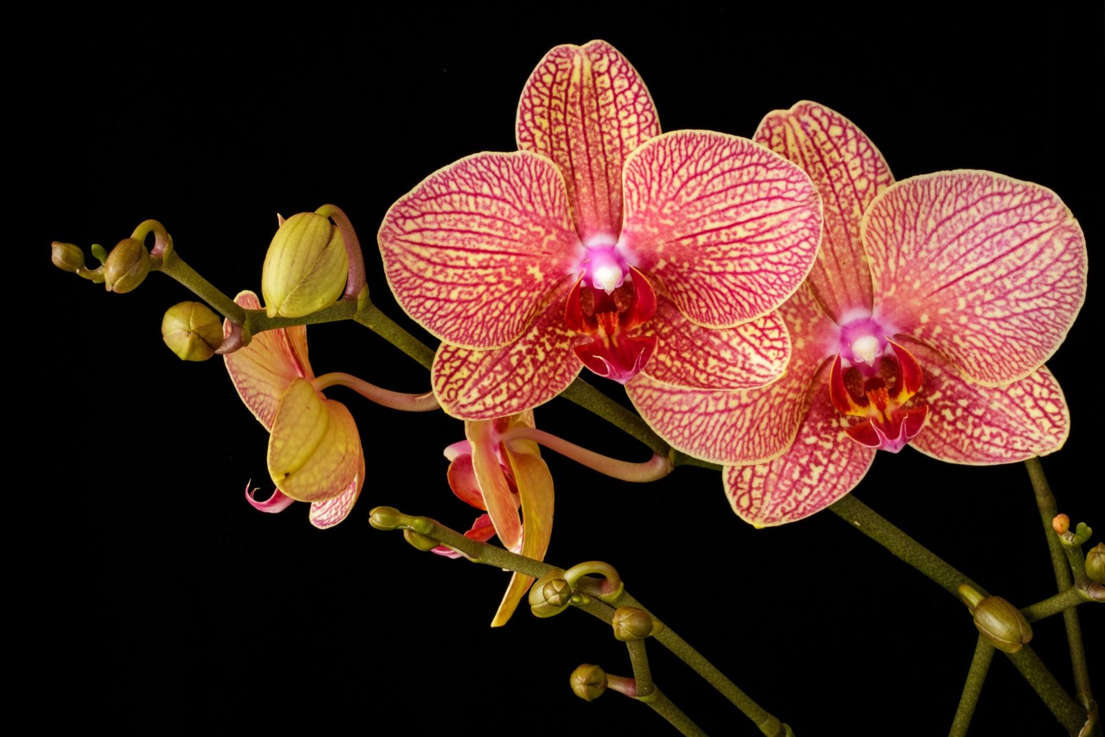 Orquídea Phalaenopsis com pétalas amarelas e veios rosados, em pleno florescimento, sobre fundo preto, destacando sua beleza e detalhes vibrantes.