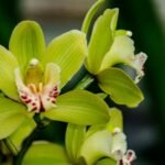 Orquídea Shenzhen Nongke
