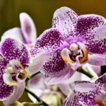 Orquídea branca com manchas roxas em destaque, simbolizando beleza e cuidado no cultivo.