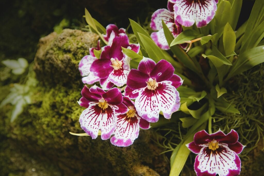 Orquídea rara Miltoniopsis com pétalas em tons de roxo e branco, lembrando um amor-perfeito, em destaque sobre musgo e folhagem verde.