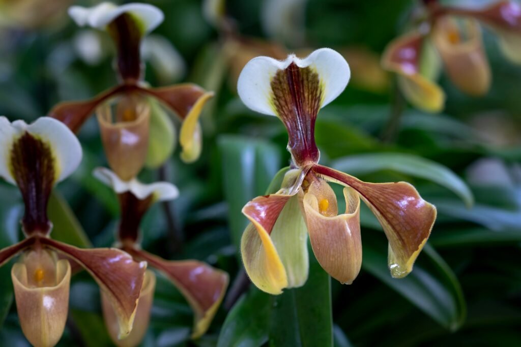 Orquídea rara Paphiopedilum em close-up, com pétalas em tons de marrom, amarelo e creme, destacada em meio à folhagem verde.