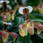 Orquídea rara Paphiopedilum em close-up, com pétalas em tons de marrom, amarelo e creme, destacada em meio à folhagem verde.
