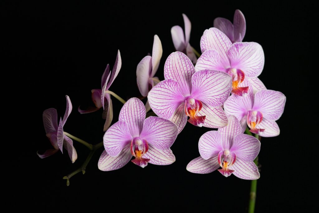 Orquídea rosa vibrante destacada como uma das plantas para um jardim vertical externo.