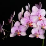 Orquídea rosa vibrante destacada como uma das plantas para um jardim vertical externo.