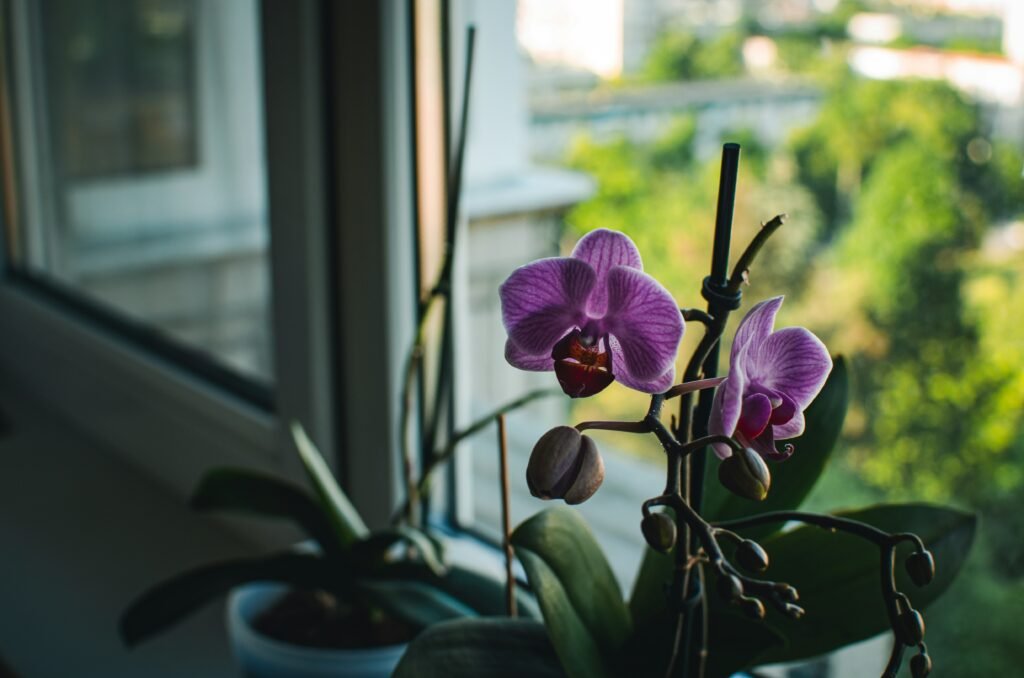 Orquídea roxa em vaso próximo à janela, recebendo luz indireta para um cultivo saudável.