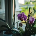 Orquídea roxa em vaso próximo à janela, recebendo luz indireta para um cultivo saudável.