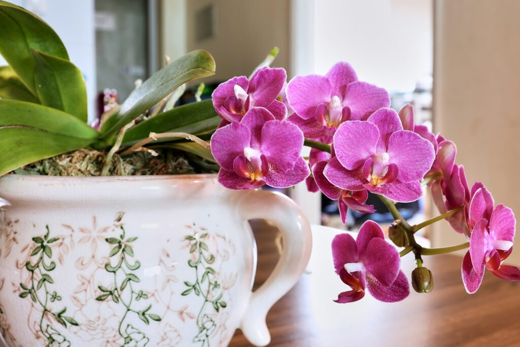 Orquídea roxa florida em vaso decorativo de cerâmica, com folhas verdes e flores saudáveis em ambiente interno.