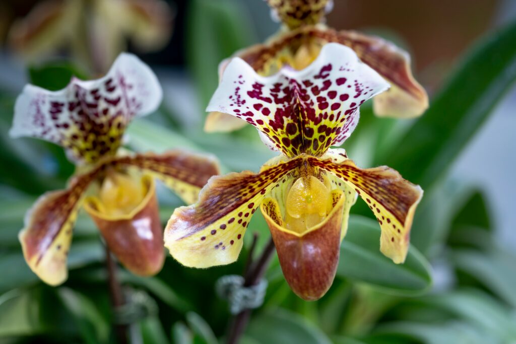 Close-up da orquídea rara Paphiopedilum, conhecida como orquídea sapatinho, com pétalas rajadas em tons de marrom, amarelo e branco, em destaque com fundo desfocado