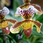 Close-up da orquídea rara Paphiopedilum, conhecida como orquídea sapatinho, com pétalas rajadas em tons de marrom, amarelo e branco, em destaque com fundo desfocado