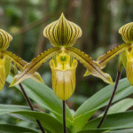 Paphiopedilum rothschildianum (Orquídea Sapatinho de Rothschild)