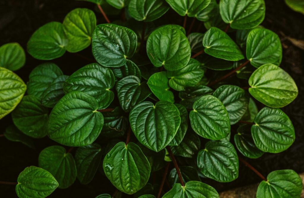 Peperômia de folhas verdes e brilhantes, ideal como uma das plantas para um jardim vertical interno.