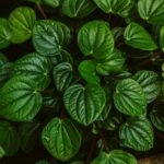 Peperômia de folhas verdes e brilhantes, ideal como uma das plantas para um jardim vertical interno.