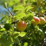 Pêssegos maduros pendurados no galho do pessegueiro em meio às folhas verdes.